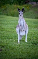 Day 8 - Brisbane - Gold Coast - Brisbane roos